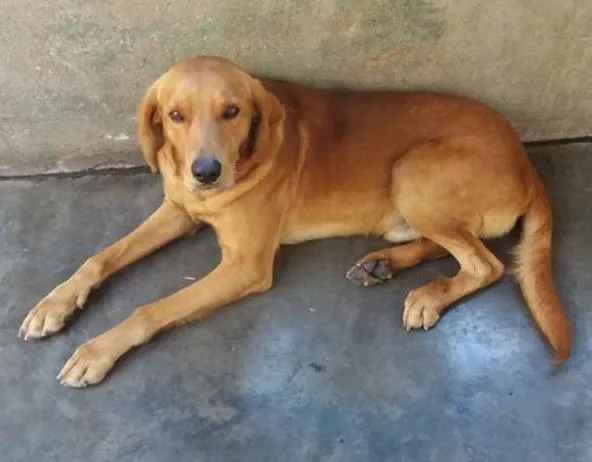 Cachorro ra a SRD idade 2 anos nome Bob