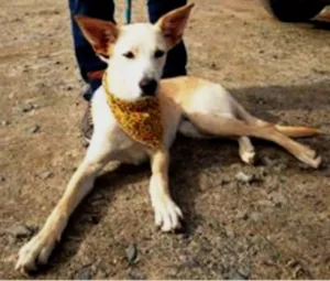 Cachorro raça SRD idade 7 a 11 meses nome Mel