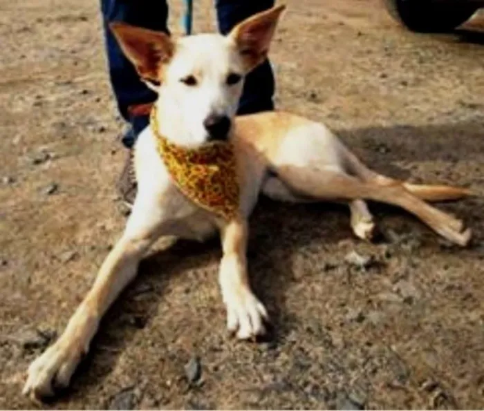 Cachorro ra a SRD idade 7 a 11 meses nome Mel