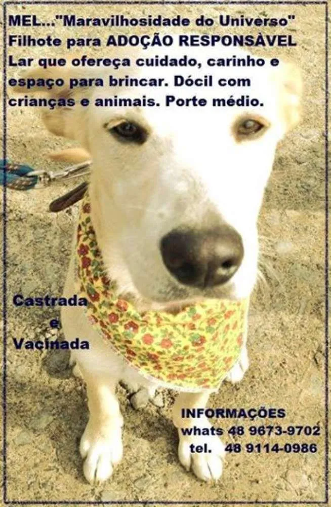 Cachorro ra a SRD idade 7 a 11 meses nome Mel