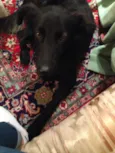 Bolt