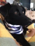 Bolt