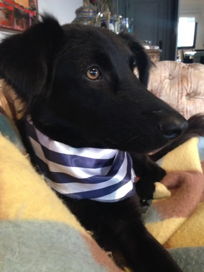 Cachorro ra a Mix Golden Retriever idade 7 a 11 meses nome Bolt