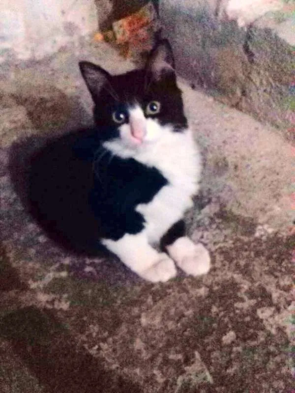 Gato ra a SRD idade 2 a 6 meses nome Yin Yang