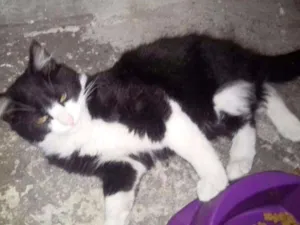 Gato raça SRD idade 2 a 6 meses nome Yin Yang