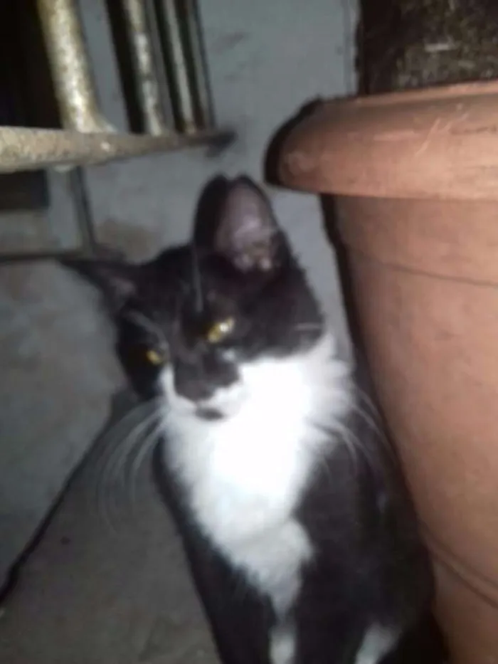 Gato ra a SRD idade 2 a 6 meses nome Yin Yang