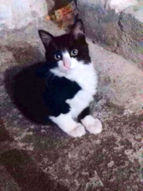 Gato ra a SRD idade 2 a 6 meses nome Yin Yang