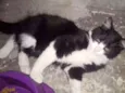 Yin Yang