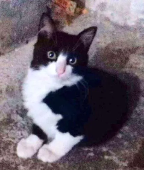Gato ra a SRD idade 2 a 6 meses nome Yin Yang