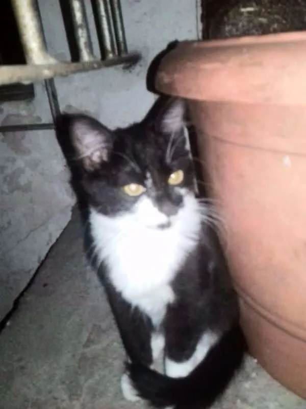 Gato ra a SRD idade 2 a 6 meses nome Yin Yang