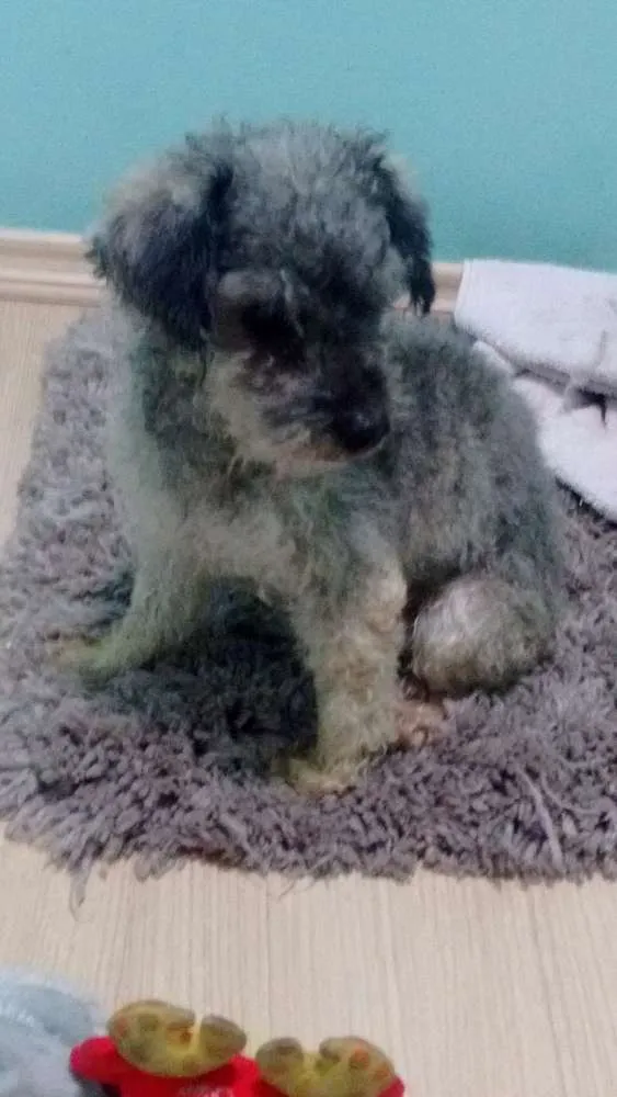 Cachorro ra a  idade  nome Nao sei
