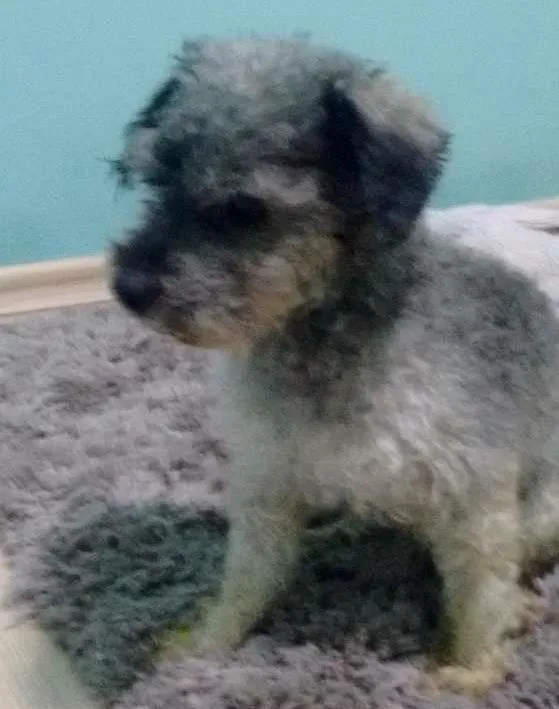 Cachorro ra a  idade  nome Nao sei