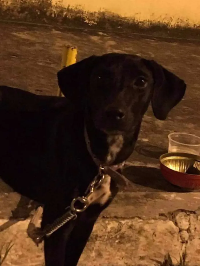 Cachorro ra a Vira lata idade  nome Cacau