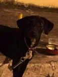 Cacau