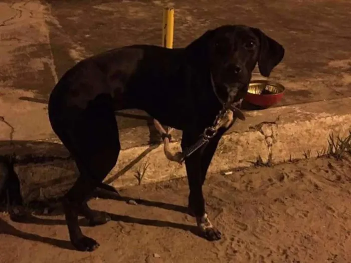 Cachorro ra a Vira lata idade  nome Cacau