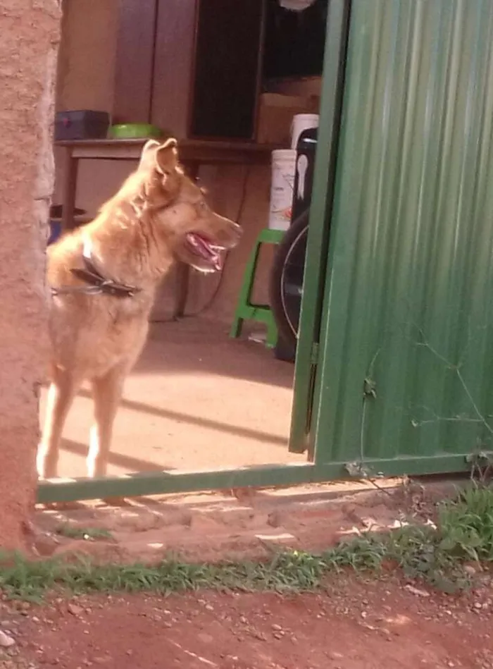 Cachorro ra a SRD idade 6 ou mais anos nome princesa