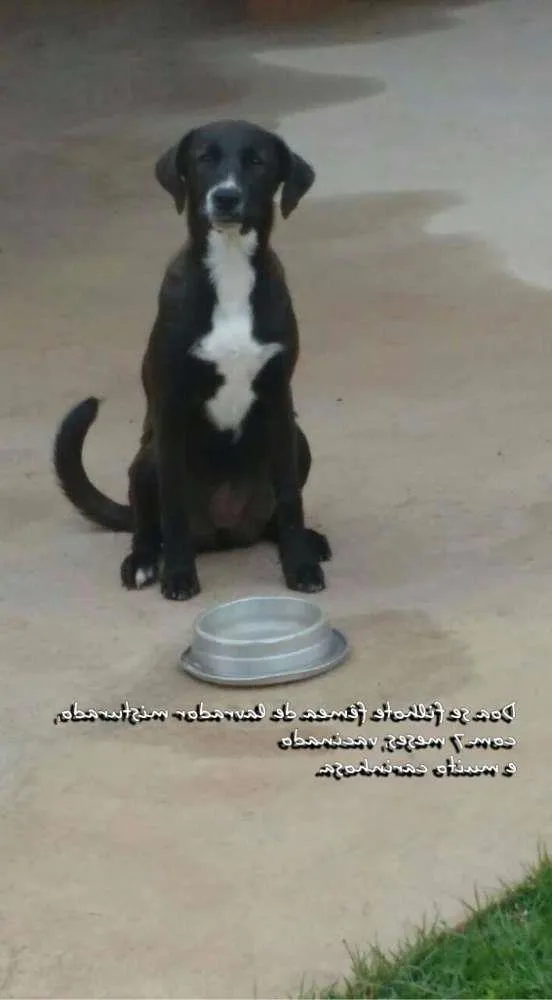 Cachorro raça Labrador misturado idade 7 a 11 meses nome Pietra