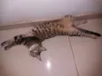 Hitara