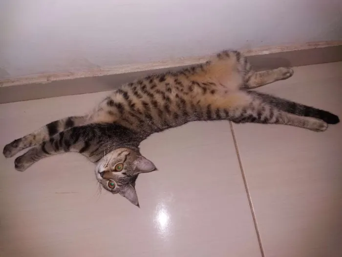 Gato raça  idade 1 ano nome Hitara