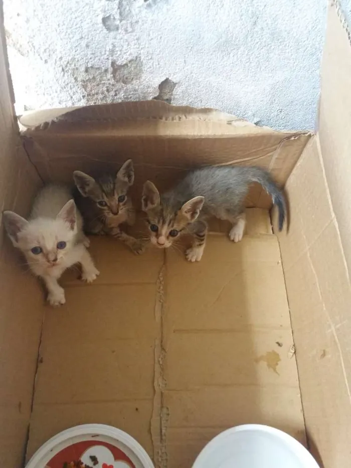 Gato raça  idade 2 a 6 meses nome Filhotes