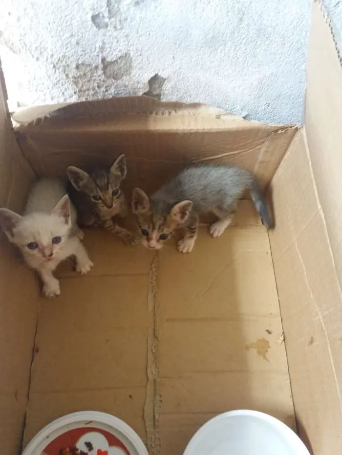 Gato raça  idade 2 a 6 meses nome Filhotes
