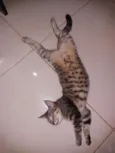 Hitara