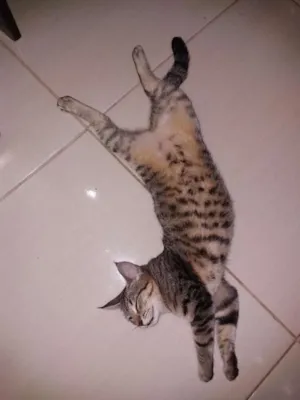 Gato raça  idade 1 ano nome Hitara