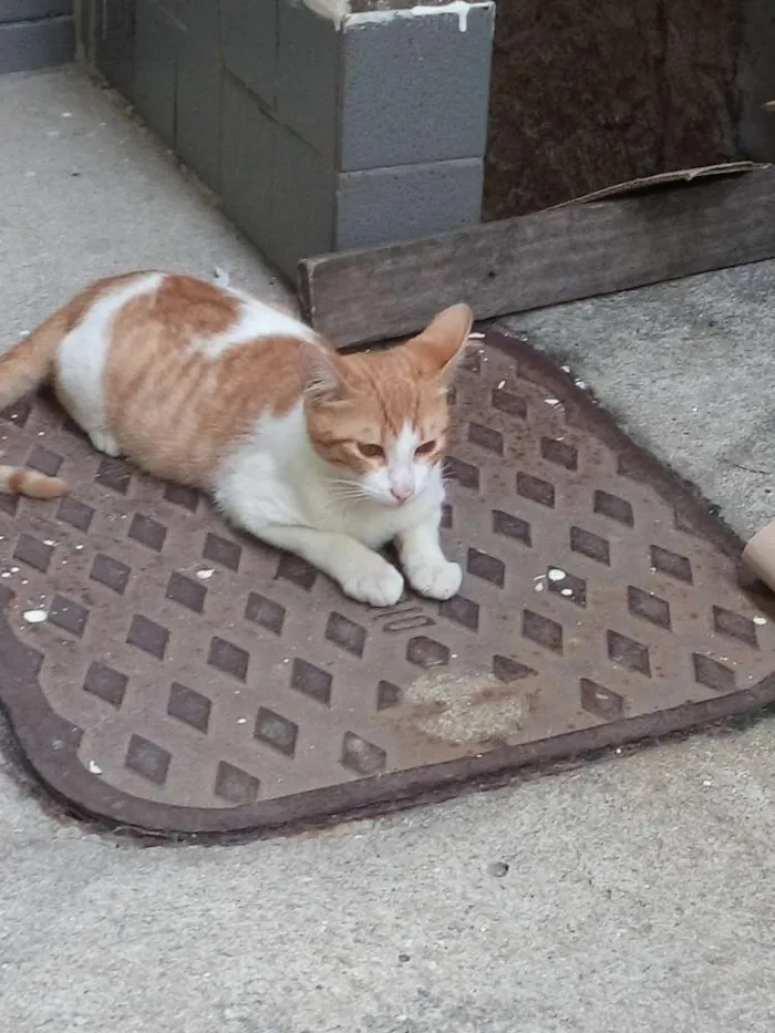 Gato ra a  idade 7 a 11 meses nome TOTY