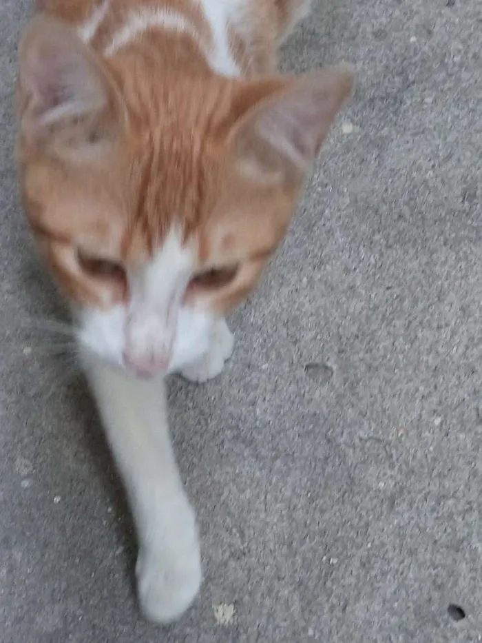Gato ra a  idade 7 a 11 meses nome TOTY