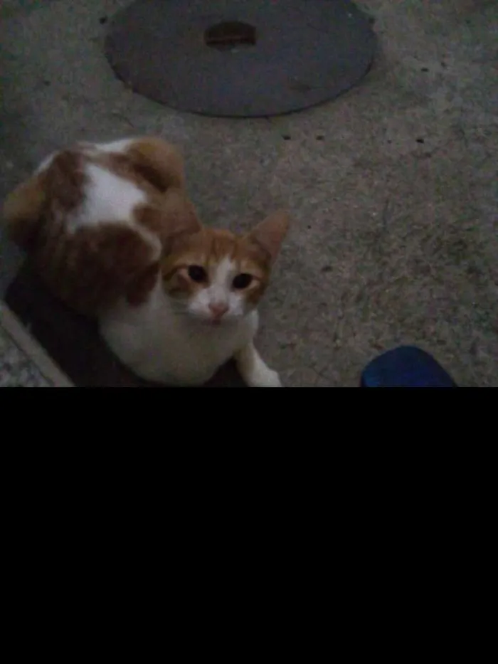 Gato ra a  idade 7 a 11 meses nome TOTY