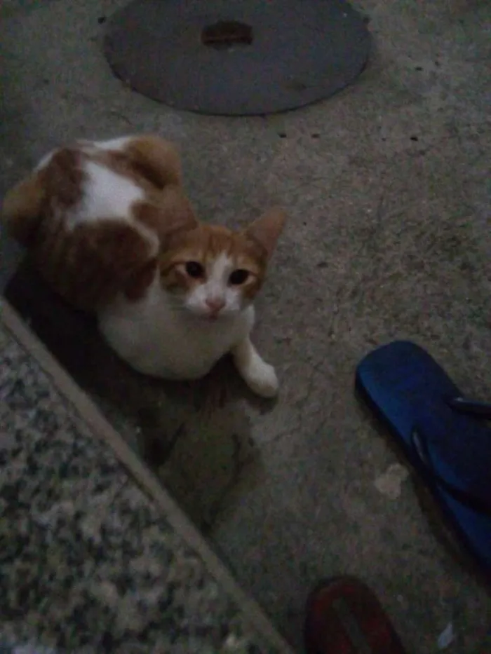 Gato ra a  idade 7 a 11 meses nome TOTY