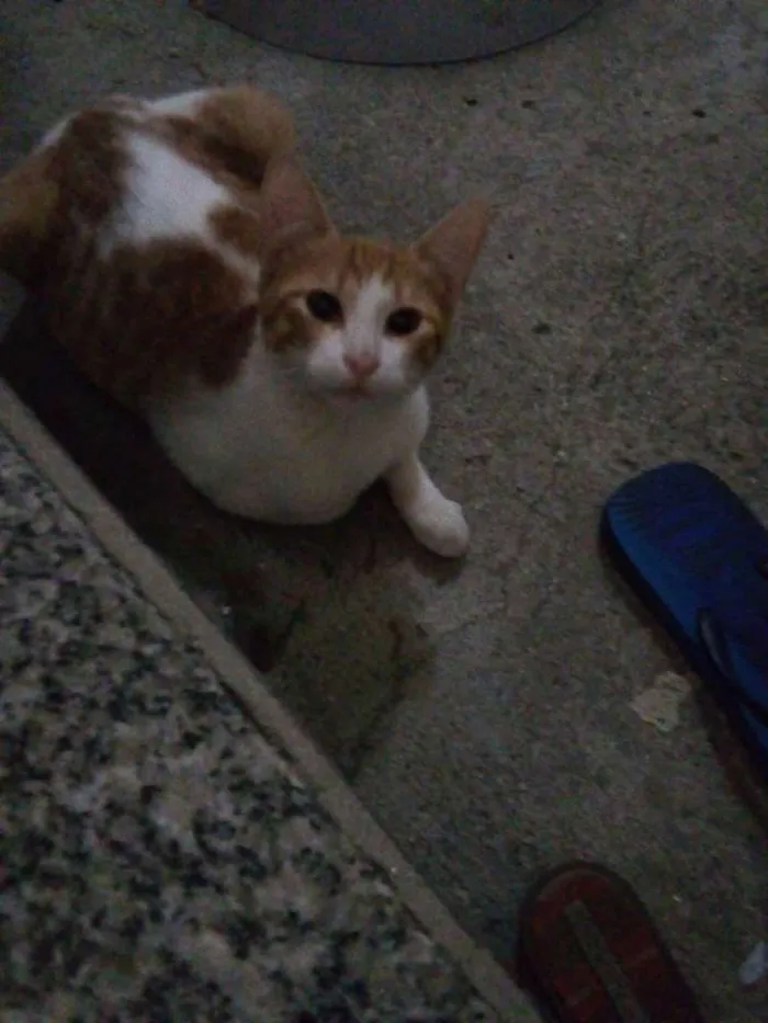 Gato ra a  idade 7 a 11 meses nome TOTY