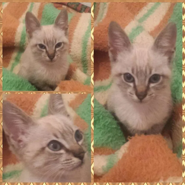 Gato ra a Cheio de Amor  idade Abaixo de 2 meses nome Snarf 