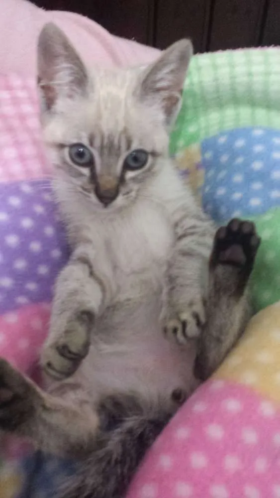 Gato ra a Cheio de Amor  idade Abaixo de 2 meses nome Snarf 
