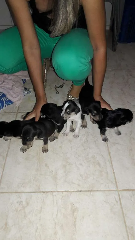 Cachorro ra a Vira lata  idade Abaixo de 2 meses nome Sem nome ainda