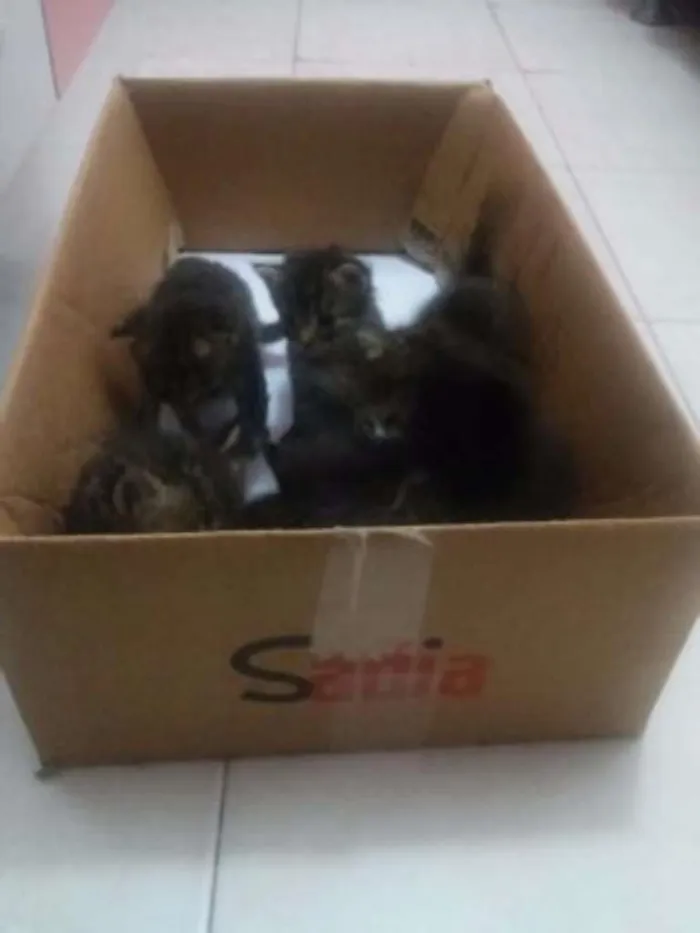 Gato ra a  idade Abaixo de 2 meses nome Sem nome 