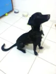 Cachorro raça SRD idade 1 ano nome Juca