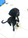 Cachorro raça SRD idade 1 ano nome Juca