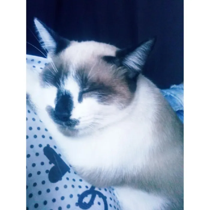 Gato ra a Marrom e branca idade 1 ano nome Mel