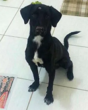 Cachorro raça SRD idade 1 ano nome Juca