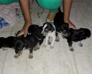 Cachorro raça Vira lata  idade Abaixo de 2 meses nome Sem nome ainda