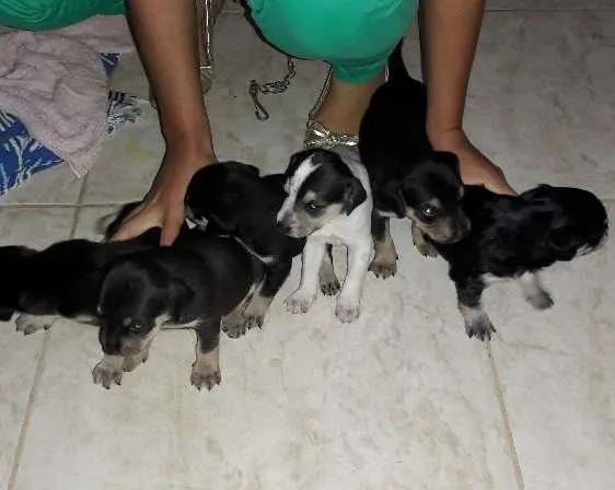 Cachorro ra a Vira lata  idade Abaixo de 2 meses nome Sem nome ainda
