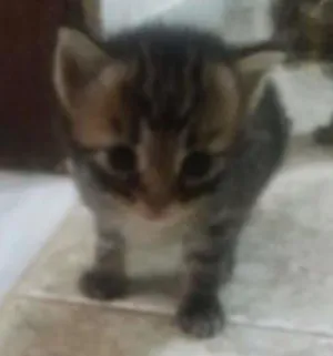 Gato raça  idade Abaixo de 2 meses nome Sem nome 