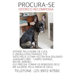 Cachorro raça Bulldog Francês  idade 2 a 6 meses nome Luck
