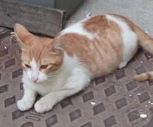 Gato raça  idade 7 a 11 meses nome TOTY