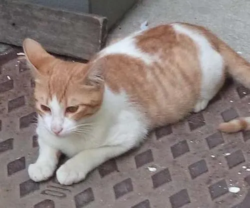 Gato ra a  idade 7 a 11 meses nome TOTY