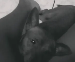 Cachorro raça Pinscher idade 5 anos nome Bruck