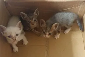 Gato raça  idade 2 a 6 meses nome Filhotes