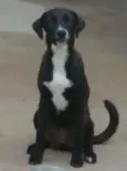 Pietra