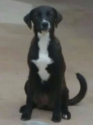 Cachorro raça Labrador misturado idade 7 a 11 meses nome Pietra